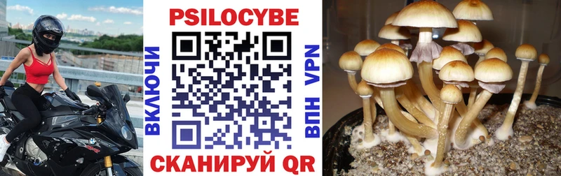 Псилоцибиновые грибы Psilocybe  Юрьев-Польский 